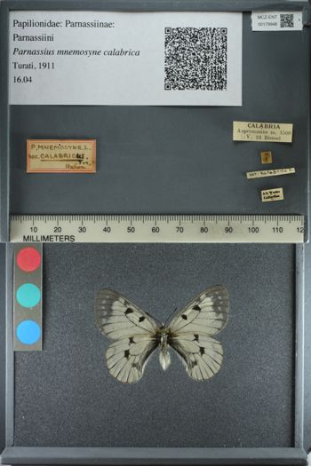 Media type: image;   Entomology 179948